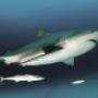 Buceo en cabo pulmo