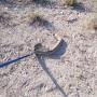 Rescate y reubicación de Crotalus atrox