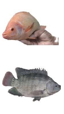 Mojarra-roja-y-gris