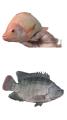 Mojarra