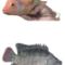 Mojarra-roja-y-gris