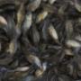 Crías de tilapia