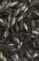 Crias de tilapia