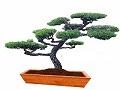 Jardineria Riego automatico