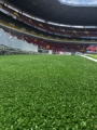 Pasto deportivo