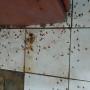 Servicio de cucaracha alemana