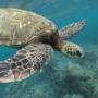 Nage avec tortue
