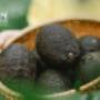 FOTO FERQUIM AGUACATES