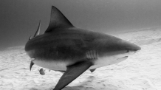 bull shark