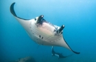 mantas