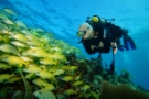 reef