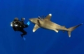 Shark Diving