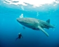 Whale Shark Snorkeling
