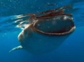 Whale Shark Tours Tulum