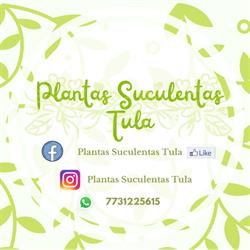 Plantas Suculentas Tula