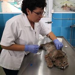 clinica de especialidades y cirugía veterinaria, bienestar animal