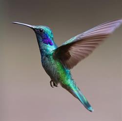 Mercería y bonetería Colibrí