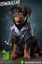 Consultorio Veterinario De La Cruz