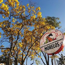 Centro Médico Veterinario Morelos
