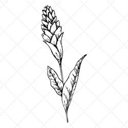 Ginger Root