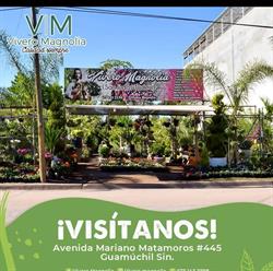 Vivero Magnolia