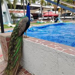 Club Deportivo Quetzalli