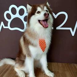 Siberians Clínica Veterinaria