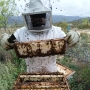 RECOLECCION RESCATE Y REUBICACION DE ENJAMBRES DE ABEJAS O COLMENAS
