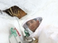 RESCATE DE ENJAMBRES DE ABEJAS