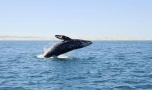 Ballenas en Baja California Sur
