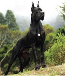 Mundo Animal