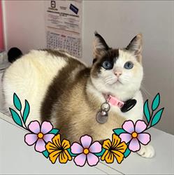 Veterinaria La Mascota Maja