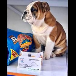 Cuidado Animal Profesional de Bandera