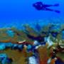 diving in tulum reef