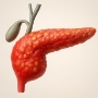 Pancreas