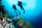 Scuba Diving at Cozumel - Pelagic Ventures Scuba